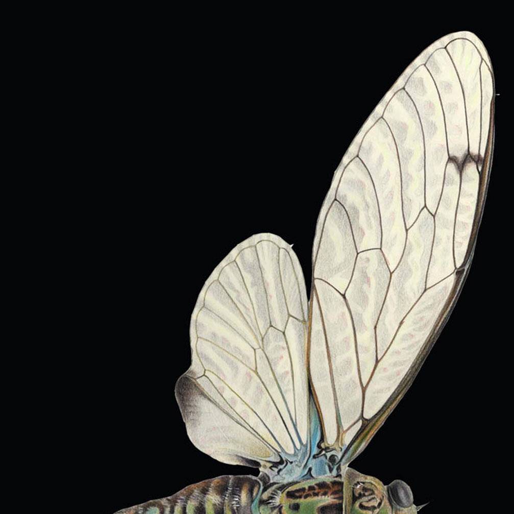 Cicada