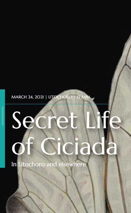 Cicada