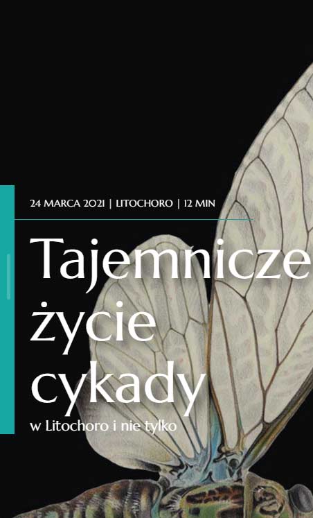 Życie cykady