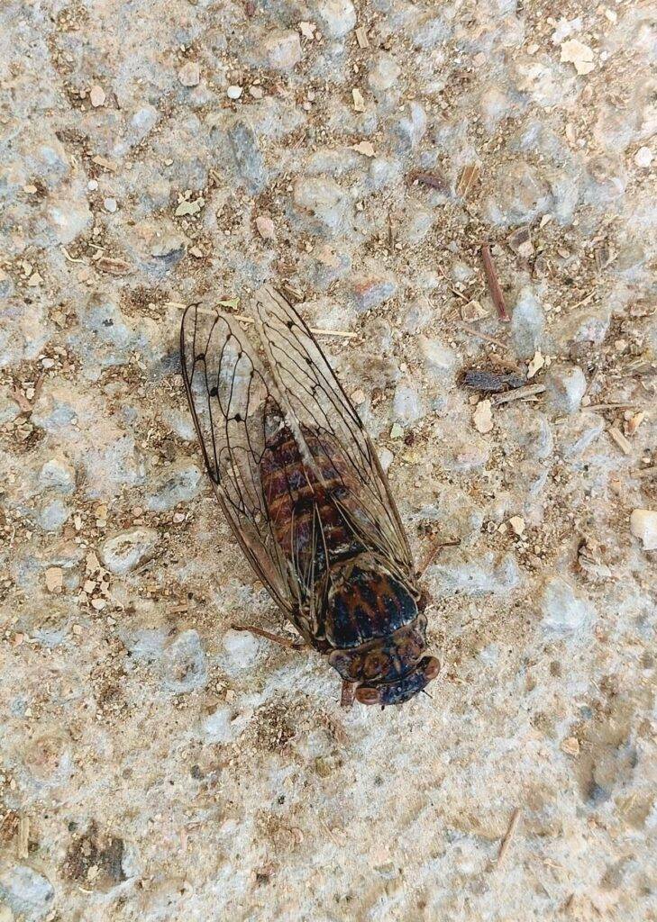 Cretan cicada